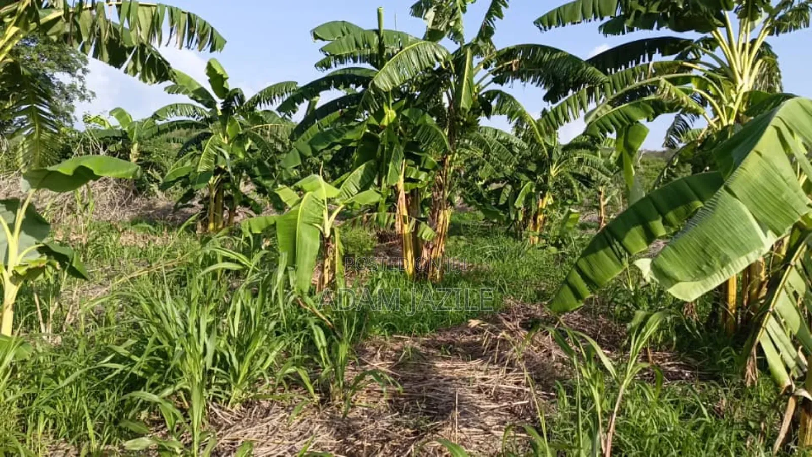 Shamba La Ekari 30 Linauzwa Masuguru Kiwangwa