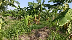 Shamba La Ekari 30 Linauzwa Masuguru Kiwangwa