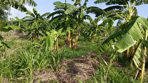 Shamba La Ekari 30 Linauzwa Masuguru Kiwangwa