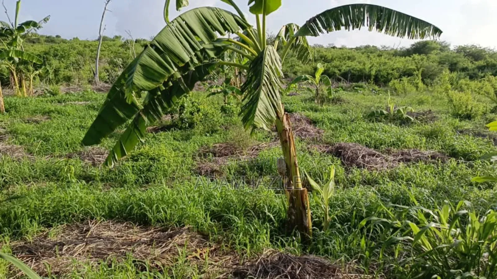 Shamba La Ekari 30 Linauzwa Masuguru Kiwangwa