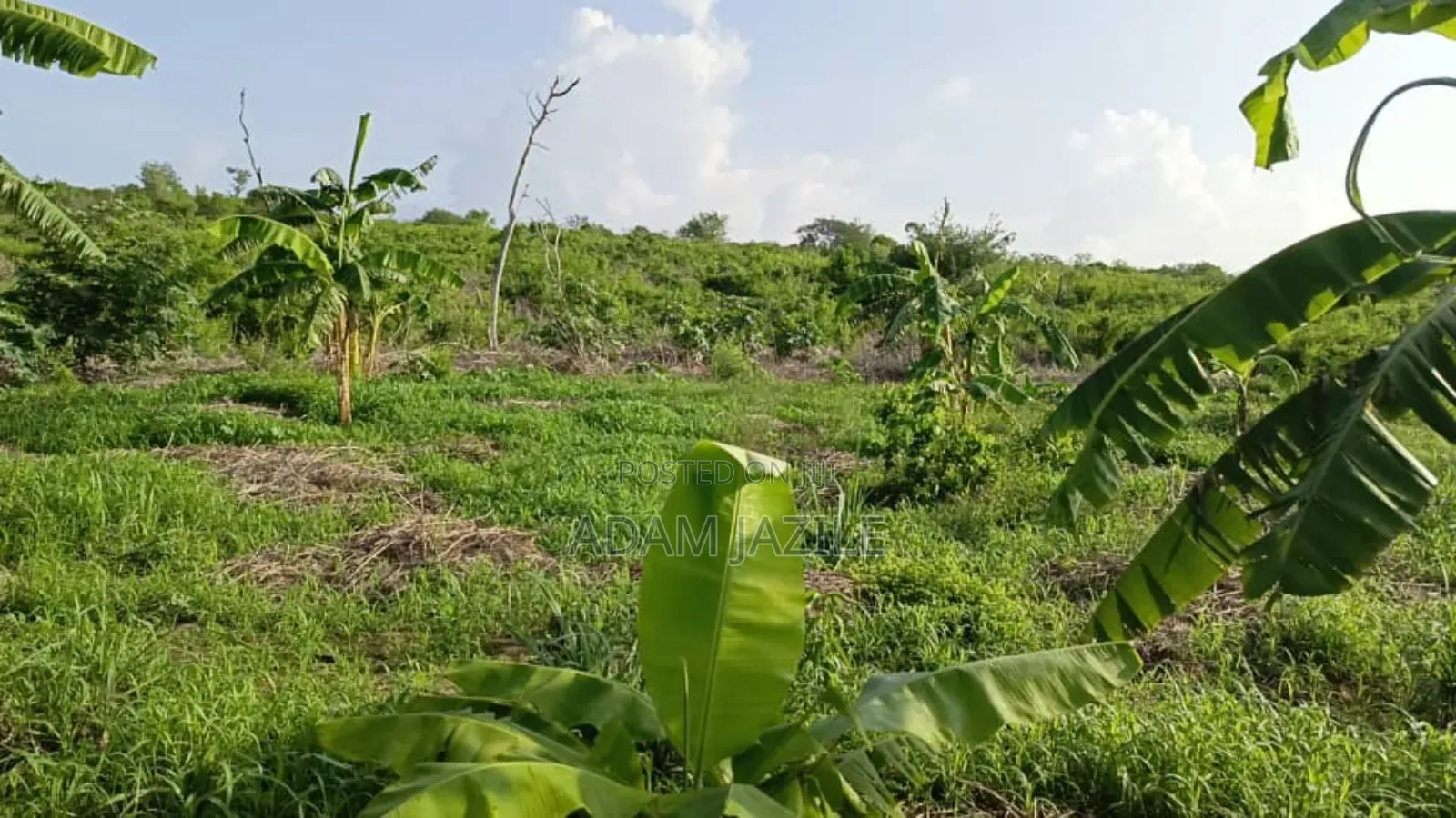 Shamba La Ekari 30 Linauzwa Masuguru Kiwangwa