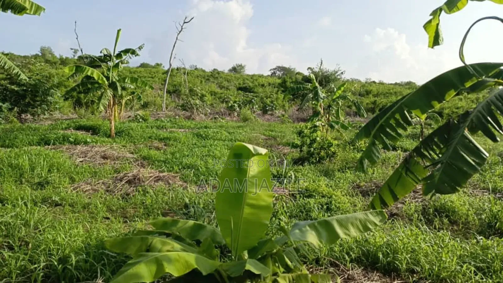 Shamba La Ekari 30 Linauzwa Masuguru Kiwangwa