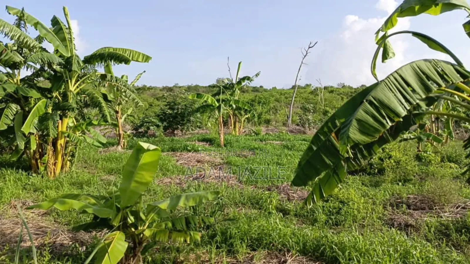 Shamba La Ekari 30 Linauzwa Masuguru Kiwangwa