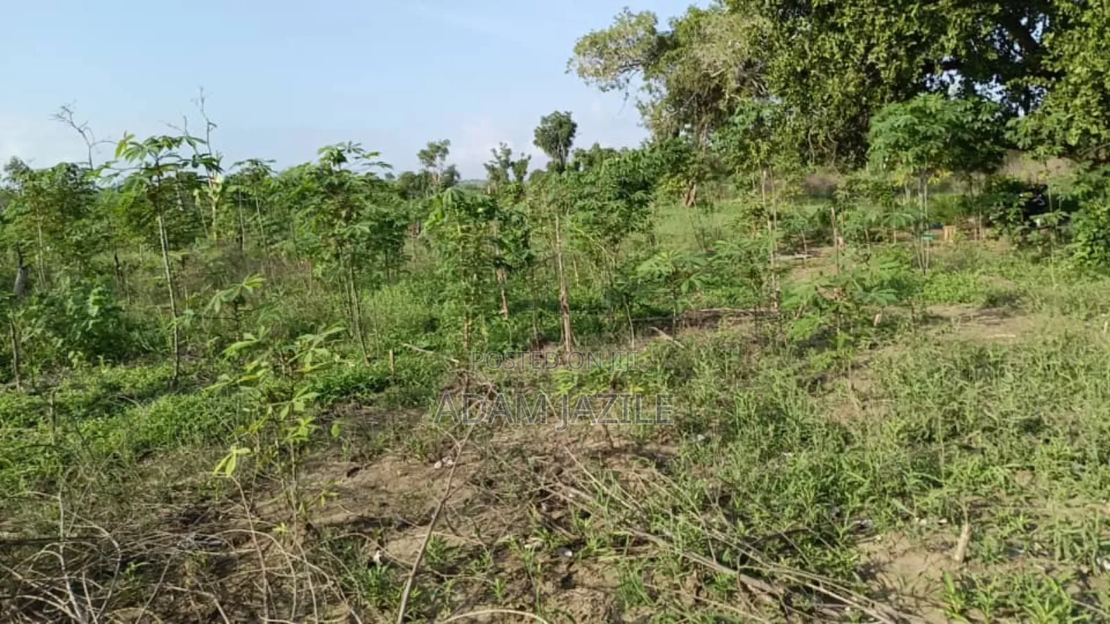 Shamba La Ekari 30 Linauzwa Masuguru Kiwangwa