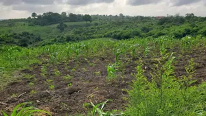 Shamba Ekari 10 Linauzwa Bagamoyo Mwetemo Hotel