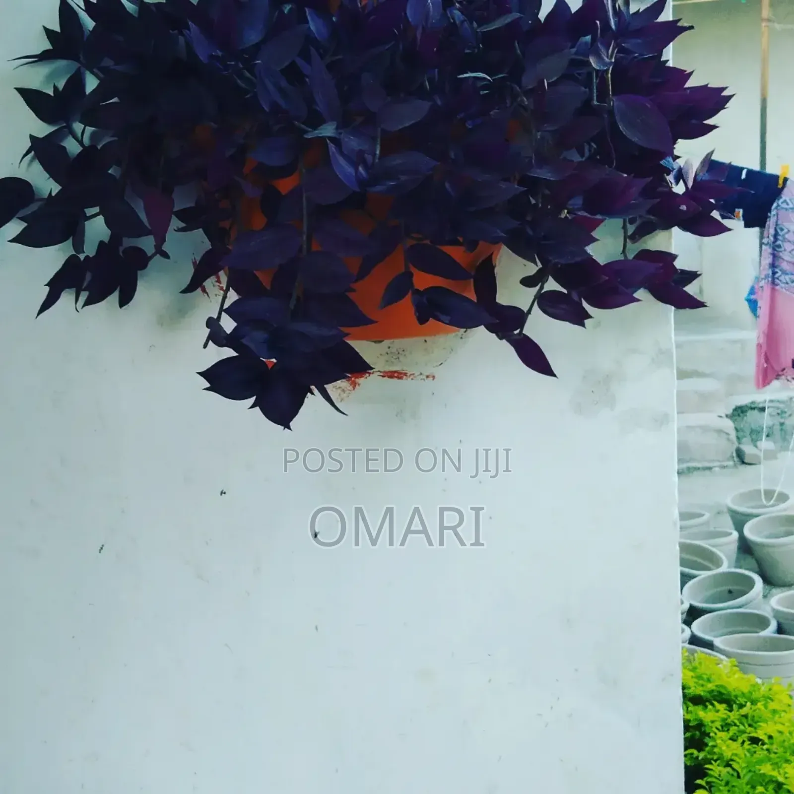 Cement Flower Pots
