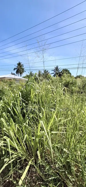 Eneo Linauzwa Kerege Manofu