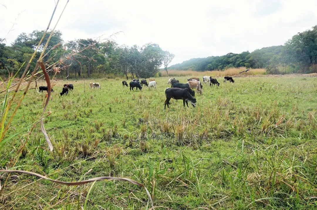 Shamba Linauzwa