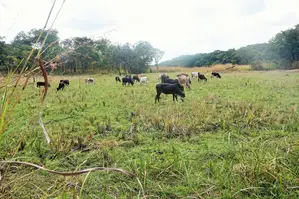 Shamba Linauzwa