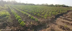 Farm Along River for Sale Per Acres at Kiwangwa Bagamoyo