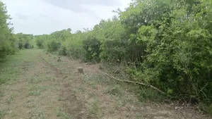 Shamba LA Ekari 1000 Bagamoyo