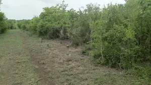 Shamba LA Ekari 1000 Bagamoyo
