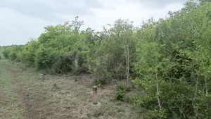 Shamba LA Ekari 1000 Bagamoyo