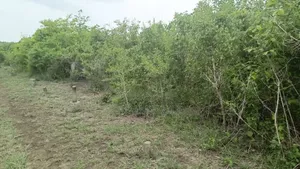 Shamba LA Ekari 1000 Bagamoyo