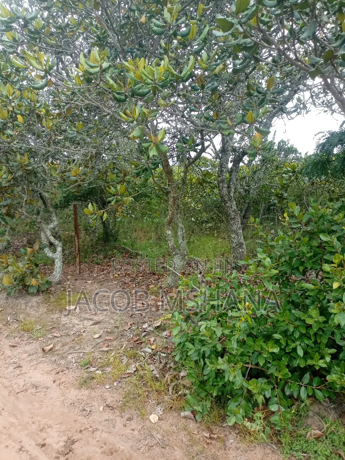 Shamba Linauzwa Ekari 100