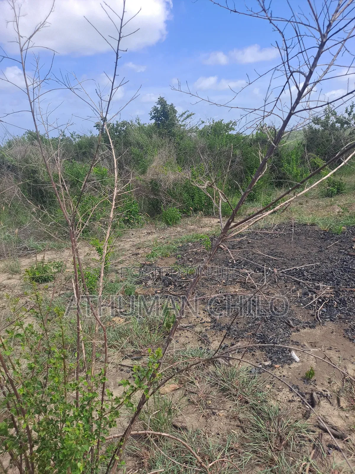 Shamba Linauzwa Kiwangwa Hekari 70