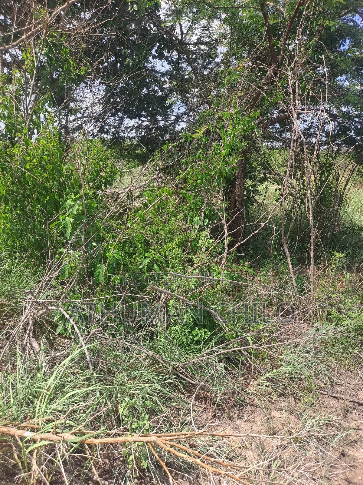 Shamba Linauzwa Kiwangwa Hekari 70