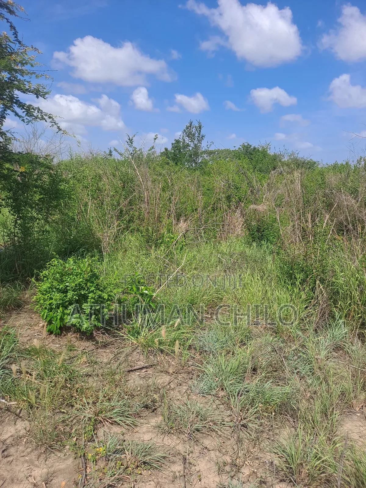 Shamba Linauzwa Kiwangwa Hekari 70