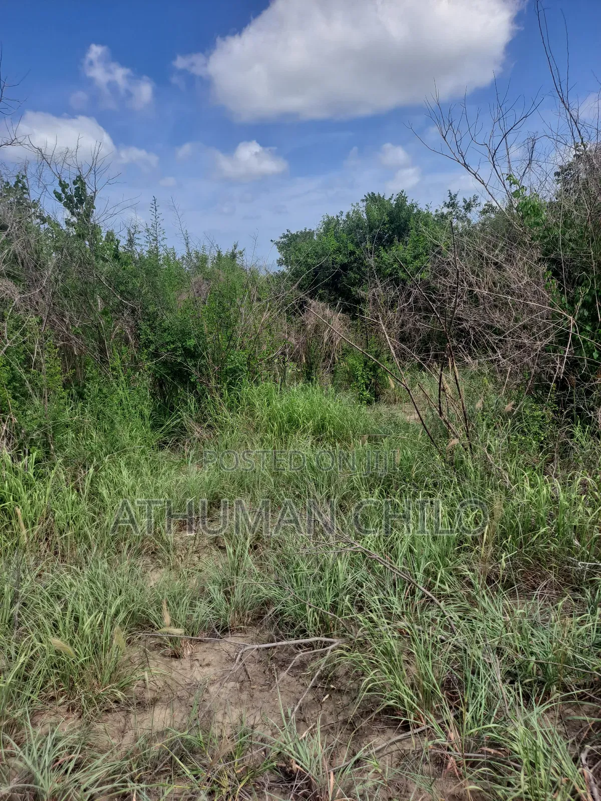 Shamba Linauzwa Kiwangwa Hekari 70