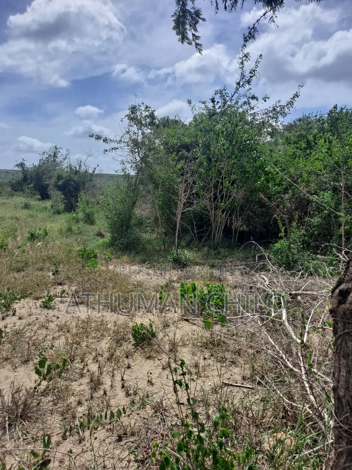Shamba Linauzwa Kiwangwa Hekari 70