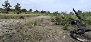 Yard for Rent at Kerege Bagamoyo (Eneo Linapangishwa Kerege)