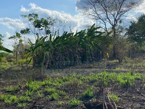 Shamba Acre 100