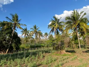 Shamba Acre 100