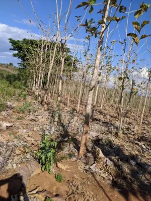 Shamba Linauzwa Kilosa Morogoro