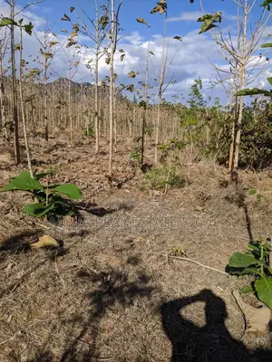 Shamba for Sale at Berega Kilosa Morogoro