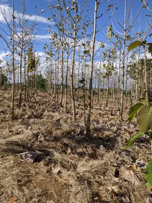 Shamba for Sale at Berega Kilosa Morogoro