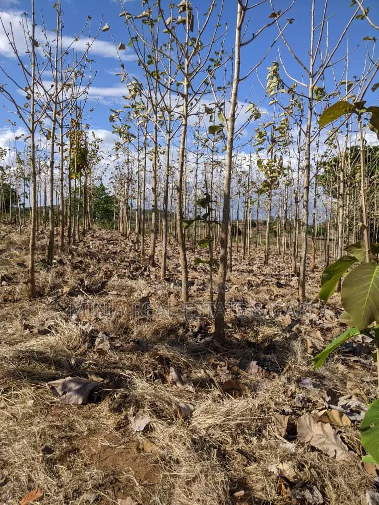 Shamba for Sale at Berega Kilosa Morogoro
