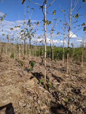 Shamba for Sale at Berega Kilosa Morogoro