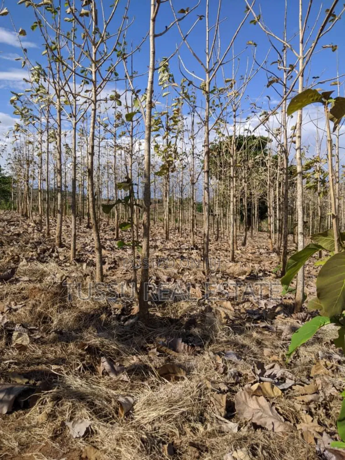 Tree Farmland for Sale at Kilosa Morogoro