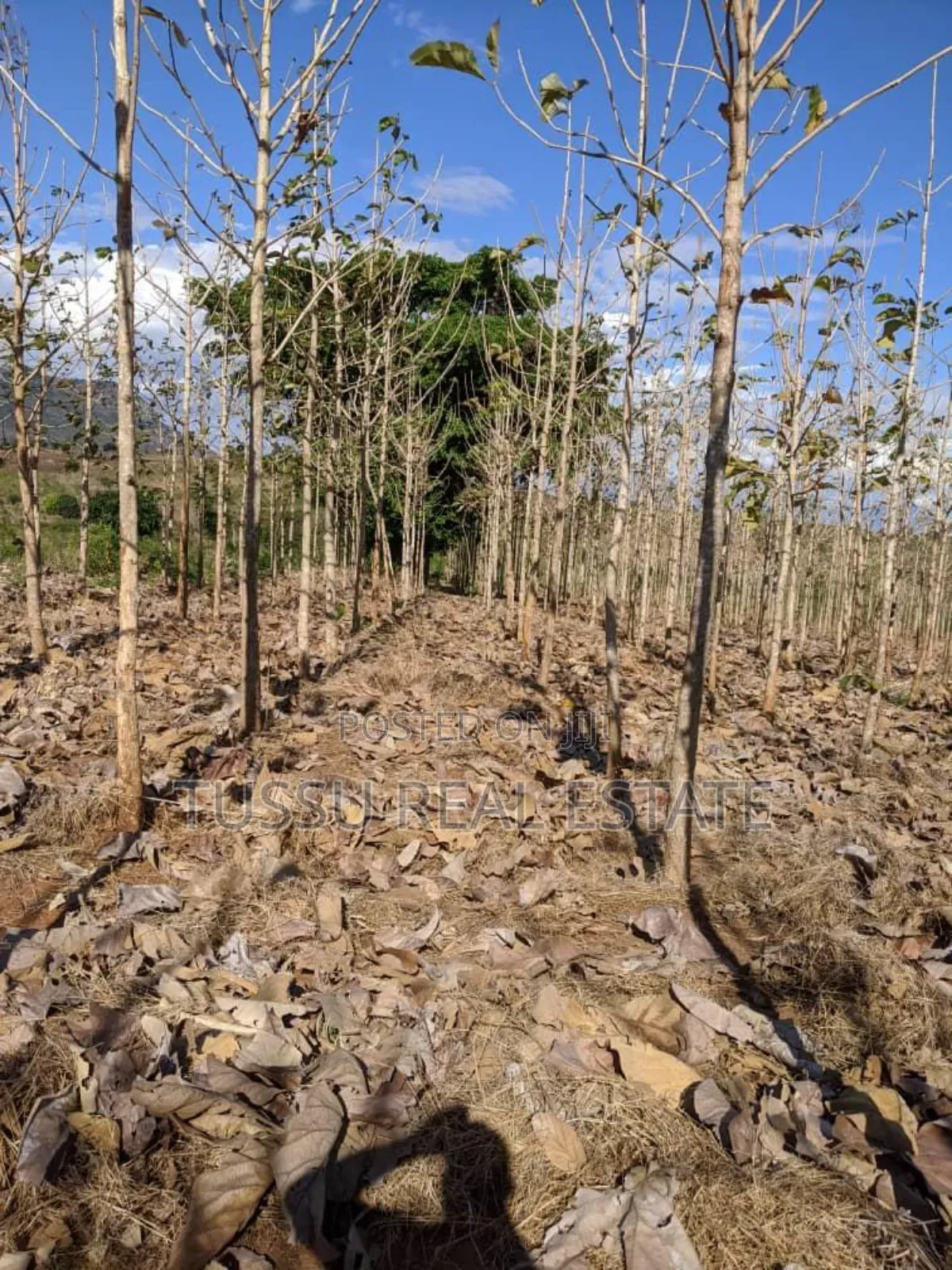 Tree Farmland for Sale at Kilosa Morogoro