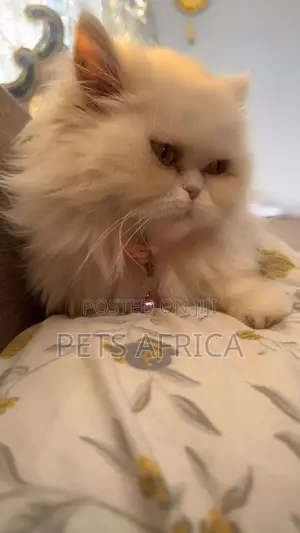 6-12 months Female Purebred Persian