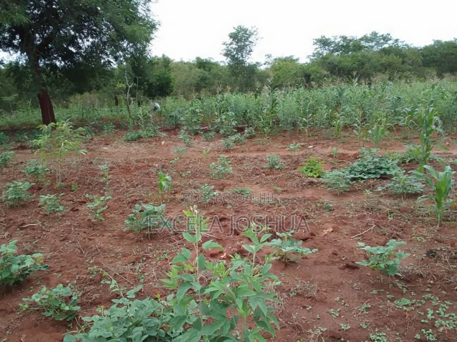 Shamba Ekari 20 Linauzwa Mbwewe Bagamoyo