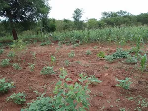 Shamba Ekari 20 Linauzwa Mbwewe Bagamoyo