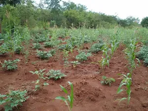 Shamba Ekari 20 Linauzwa Mbwewe Bagamoyo