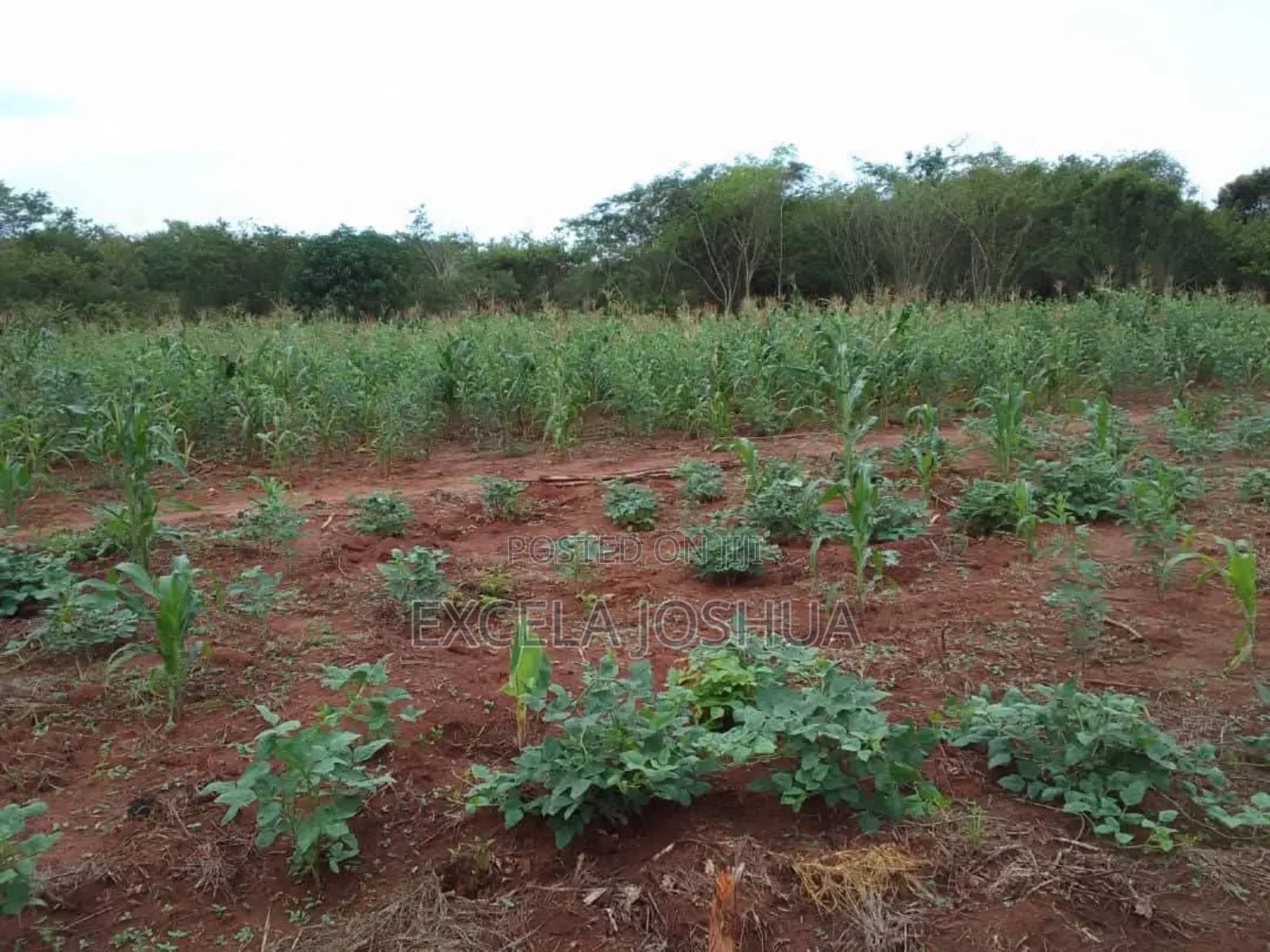 Shamba Ekari 20 Linauzwa Mbwewe Bagamoyo