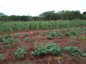 Shamba Ekari 20 Linauzwa Mbwewe Bagamoyo