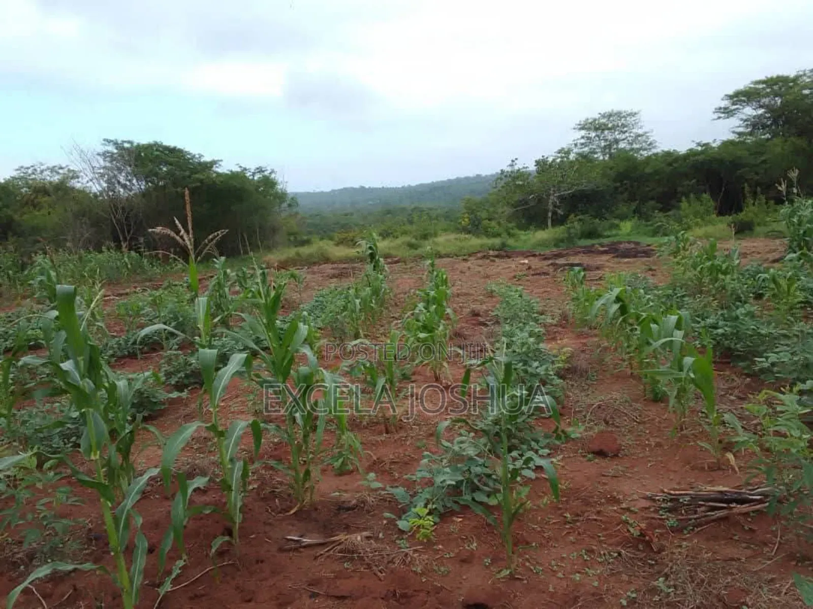Shamba Ekari 20 Linauzwa Mbwewe Bagamoyo