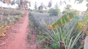 Shamba La Nanasi Linauzwa Bagamoyo