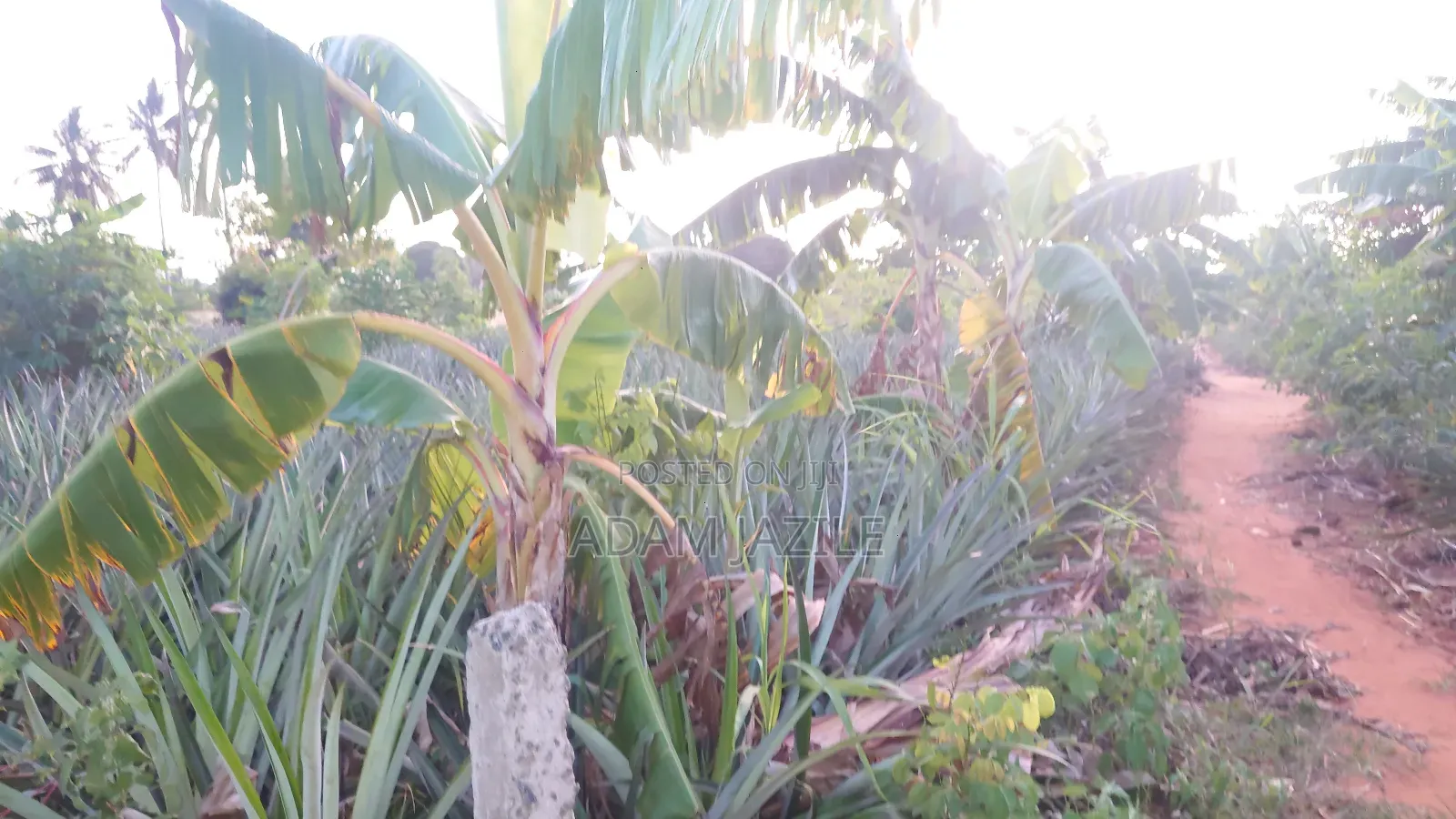 Shamba La Nanasi Linauzwa Bagamoyo