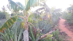 Shamba La Nanasi Linauzwa Bagamoyo