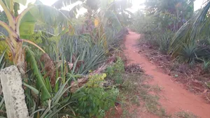 Shamba La Nanasi Linauzwa Bagamoyo