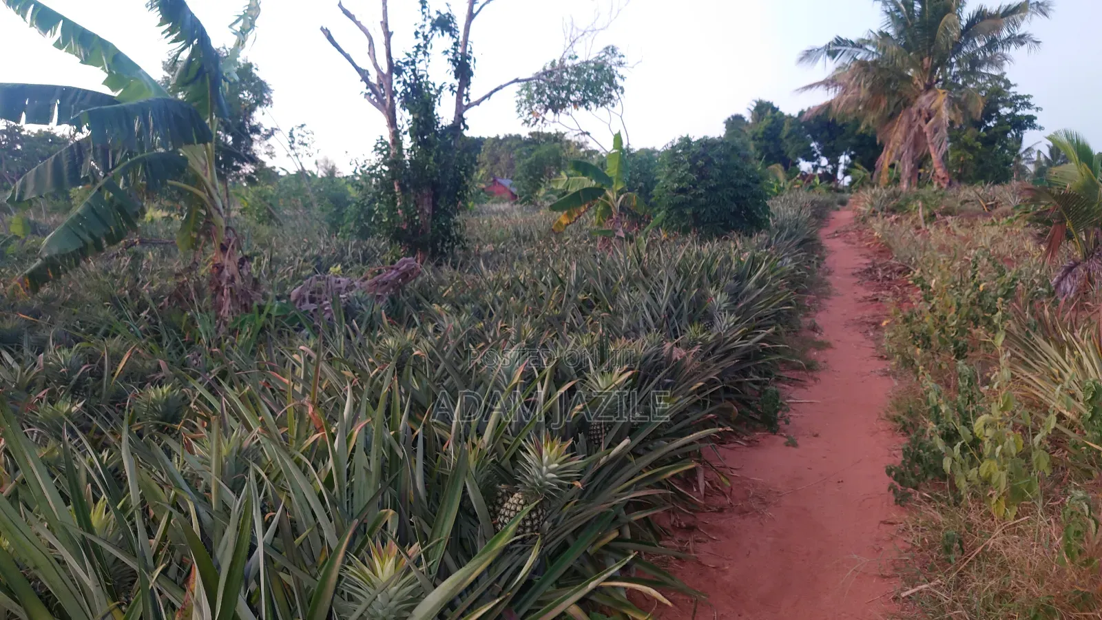 Shamba La Nanasi Linauzwa Bagamoyo