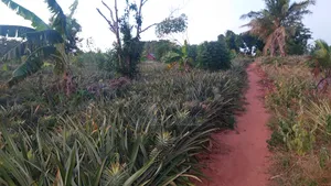 Shamba La Nanasi Linauzwa Bagamoyo