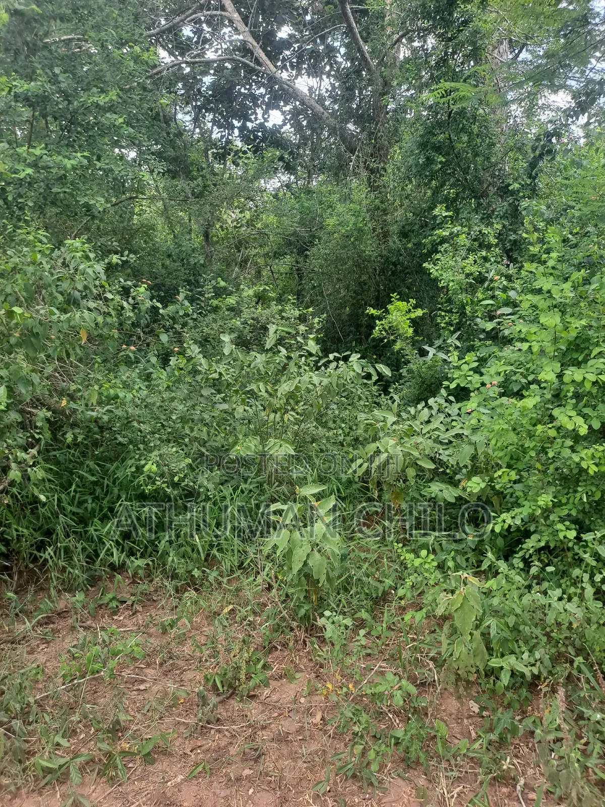 Shamba Mbwewe
