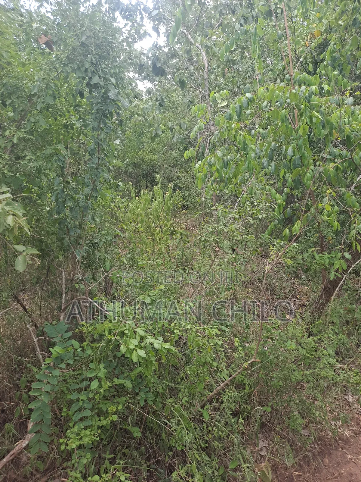 Shamba Mbwewe
