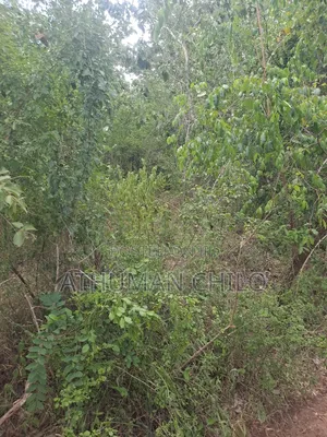 Shamba Mbwewe